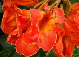 tulipan afrykański (spathodea campanulata)3